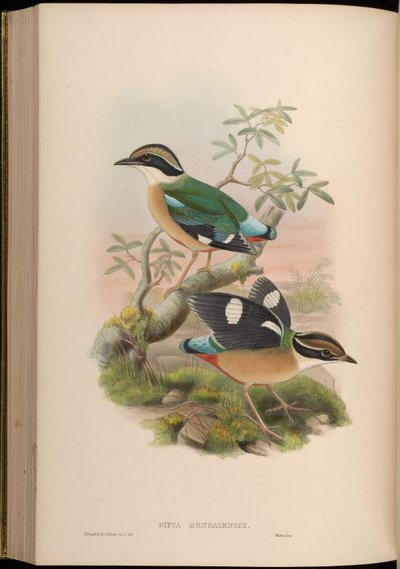 Pitta Bengalensis = Pitta Brachyura by John Gould